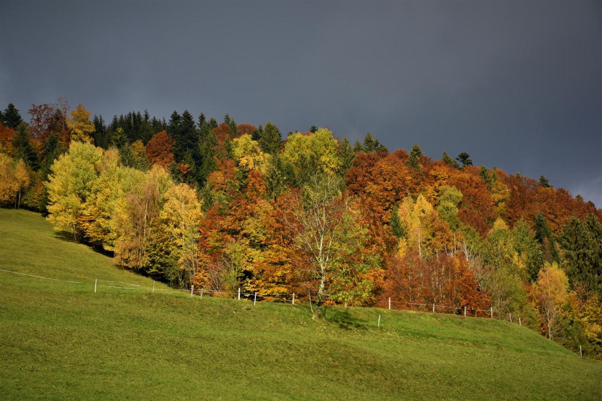 Ferienhaus Brittenberg Schwarzenberg im Bregenzerwald Buitenkant foto